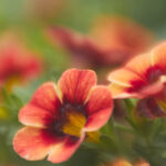 2025349期开奖结果最新公布,速来查看中奖详情 c9nd39o