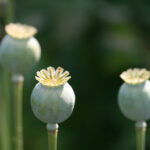 EDG对阵LGD巅峰对决直播火爆开启 j7s210