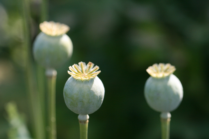 EDG对阵LGD巅峰对决直播火爆开启 EDG对阵LGD巅峰对决直播火爆开启
